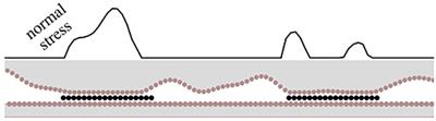 Are There Limits to Superlubricity of Graphene in Hard, Rough Contacts?